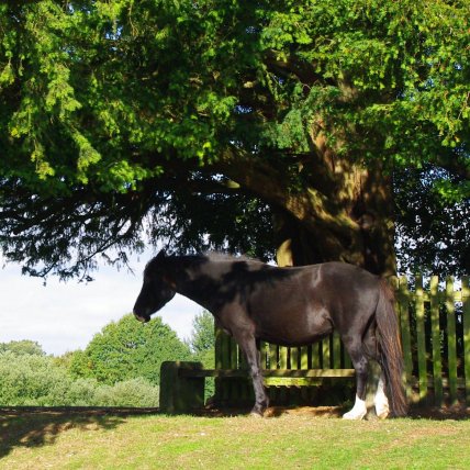 New Forest Pony New Forest Pony