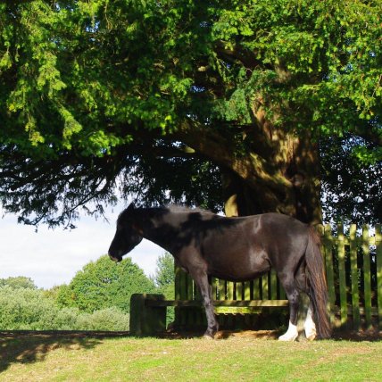 New Forest Pony